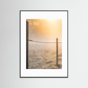 Spindelnät i morgonljus – Rådasjöns naturreservat | Fine Art Print