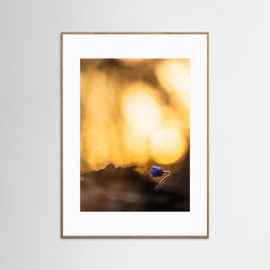 Första blåsippan – Tjolöholm Kungsbacka | Fine Art Print