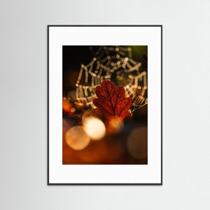 Ljus genom lövet – Rådasjöns Naturreservat | Fine Art Print