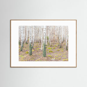 Hult Åsen, Göteborg – Björkstammar i vårens stillhet | Fine Art Print