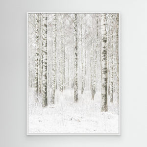 Björkarnas vila - CANVAS