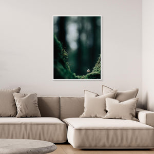 Svamp i mossig skog – Bråtaskogens naturreservat | Canvas