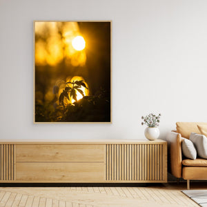 Vitsippa i solnedgång – Rådasjöns naturreservat | Canvas