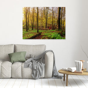 Vår i bokskogen – Rådasjöns naturreservat | Canvas