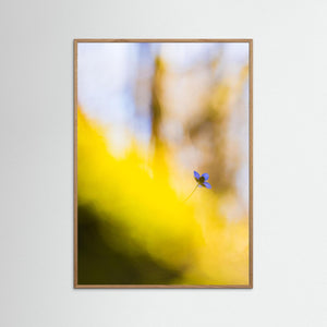 Dunsered, Mölndal – Blåsippa i vårens morgonljus | Fine Art Print