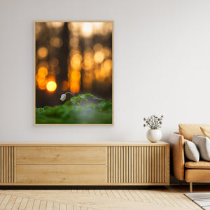 Vitsippa i aftonljus - CANVAS