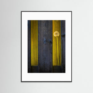 Hökälla Hisingen Göteborg – Maskros i Ljus mellan Träplankor | Fine Art Print