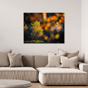 Gyllene ögonblick i Änggårdsbergen - CANVAS