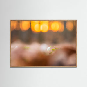 Vitsippa i solnedgång – Rådasjöns naturreservat | Fine Art Print