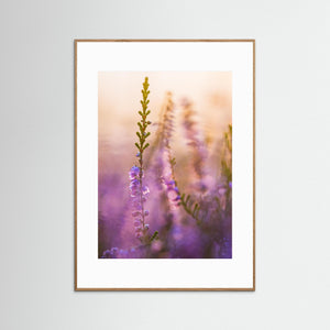 Blommande ljung vid Stora Vette – Hisingen, Göteborg | Fine Art Print
