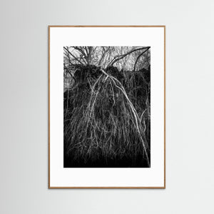 Rotvälta i Rya skog naturreservat – svartvitt naturfoto från Göteborg | Fine Art Print