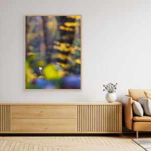 Vitsippa i bokskogen – Svejserdalen, Mölndal | Canvas