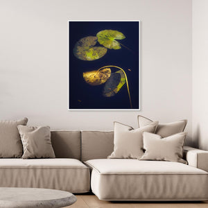 Näckrosblad i stillhet – Ecklasjön, Partille | Canvas