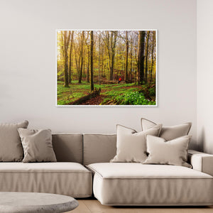 Vår i bokskogen – Rådasjöns naturreservat | Canvas