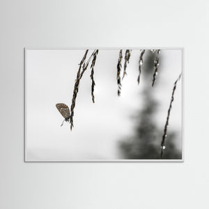Fjäril på grässtrå vid Kvitåvatn – Telemark, Norge | Fine Art Print