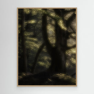Bokskog i morgonljus – Gäddevik naturreservat | Canvas