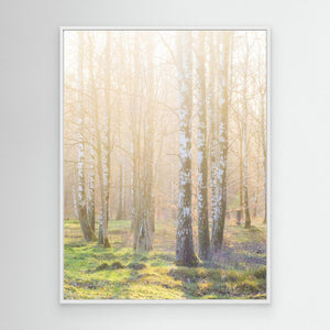 Björkskog i morgonljus – Ellesbo Hisingen | Canvas