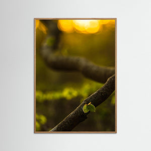 Boklöv i kvällsljus – Svejserdalen, Mölndal | Fine Art Print