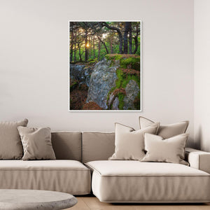 Särö Västerskog – gammelskog och kvällsljus i Kungsbacka | Canvas