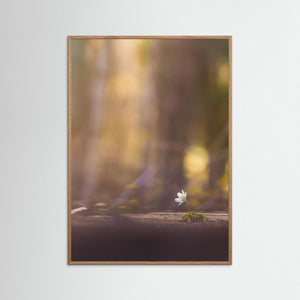 Vitsippa i kvällsljus – Sillvik naturreservat Hisingen | Fine Art Print
