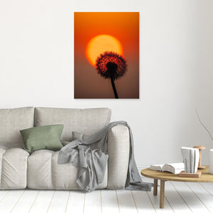 Danmark – Maskros i solnedgång vid Hirtshals | Canvas