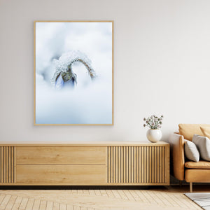 Blåsippa i snö – vår i Änggårdsbergen, Mölndal | Canvas