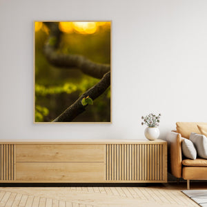 Boklöv i kvällsljus – Svejserdalen, Mölndal | Canvas
