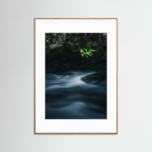 Ormbunkar vid Mölndalsån – Kvarnberget, Risbohult naturreservat