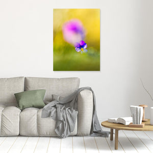 Styvmorsviol i vårens ljus – Orrekulla skans Hisingen | Canvas
