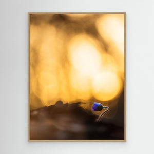 Första blåsippan – Tjolöholm Kungsbacka | Canvas