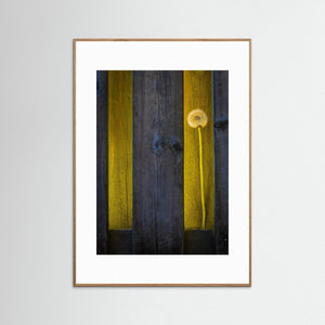 Hökälla Hisingen Göteborg – Maskros i Ljus mellan Träplankor | Fine Art Print