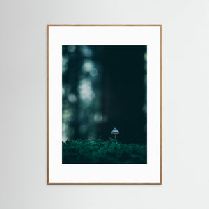 Liten svamp i mossan – Herkulesskogen i Mölndal | Fine Art Print