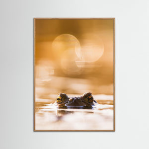 Groda i kvällsljus – Klare mosse, Hisingen | Fine Art Print 