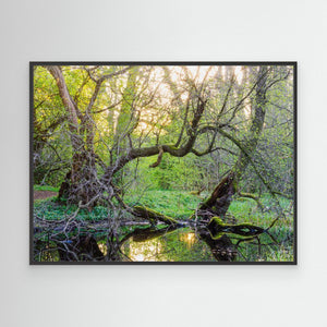 Vid sumpskogens kant - CANVAS