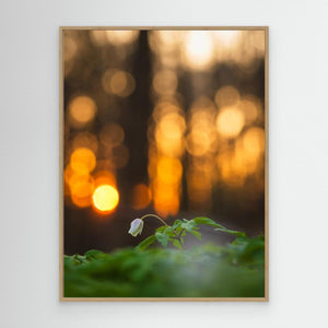 Vitsippa i aftonljus - CANVAS
