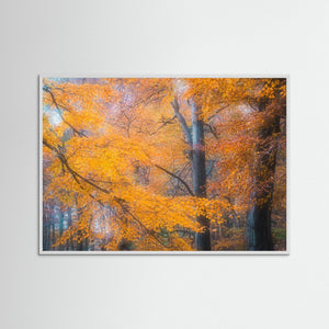 Gyllene höst i Svejserdalen