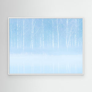 Björkar i dimma - CANVAS