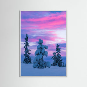 Vintermorgon i Lofsdalsfjällen – Snötyngda granar i rosa gryningsljus | Fine Art Print