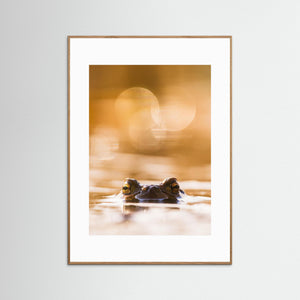 Groda i kvällsljus – Klare mosse, Hisingen | Fine Art Print 