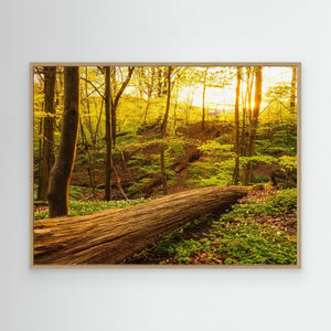 Vårglöd i Svejserdalen - CANVAS