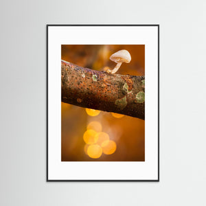 Liten svamp i höstljus – Rådasjöns naturreservat | Fine Art Print