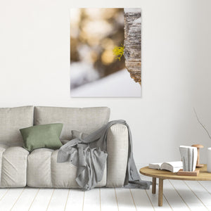 Varglav vid Storsätern – Grövelsjöfjällen, Dalarna | Canvas