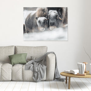 Myskoxar i snöstorm - CANVAS