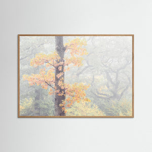 Dimma bland ekarna – Krokängsparken, Göteborg | Fine Art Print