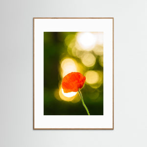 Vallmo i kvällsljus – Gunnebo Slott Mölndal | Fine Art Print