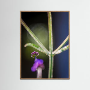 Blomma i motljus vid Fallebokvarn – Oskarshamn | Fine Art Print 