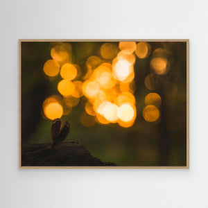 Gyllene morgon vid Rådasjön - CANVAS