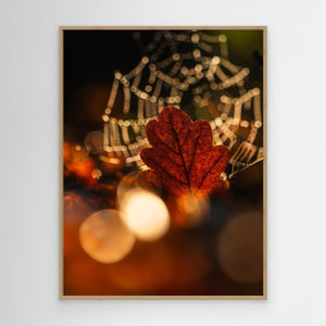 Ljus genom lövet – Rådasjöns Naturreservat | Canvas