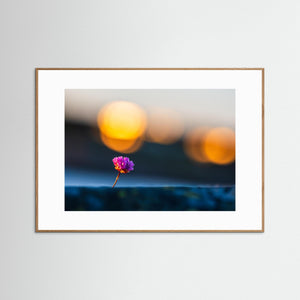 Blommande trift vid Lerkil – Kungsbacka kommun | Fine Art Print