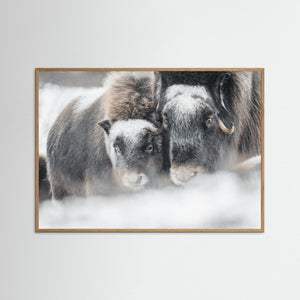 Myskoxar i snöstorm